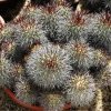 Copiapoa_longistaminea